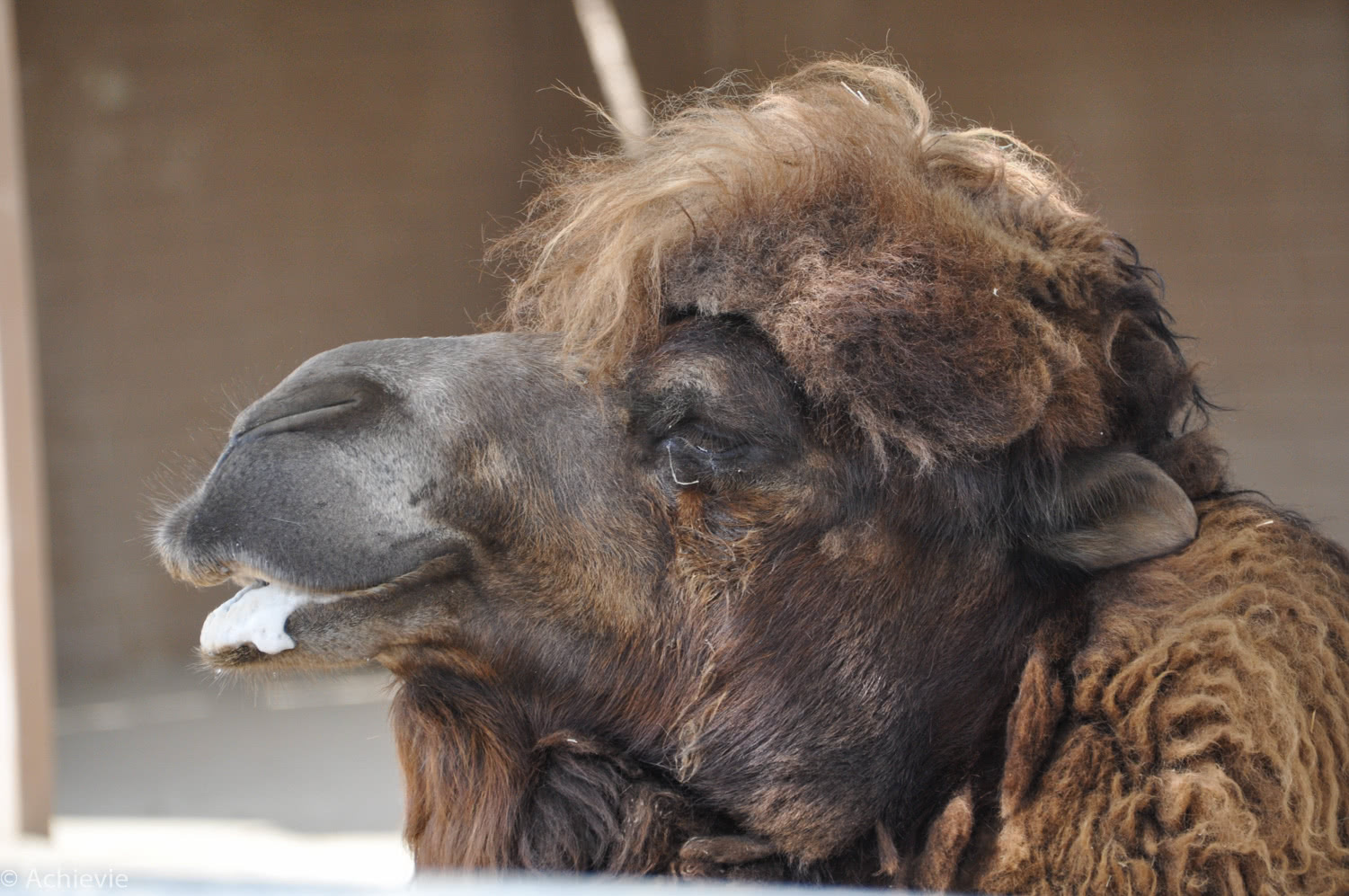 San Diego Zoo – Camel