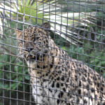 San Diego Zoo – Amur leopard