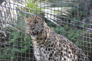 San Diego Zoo – Amur leopard