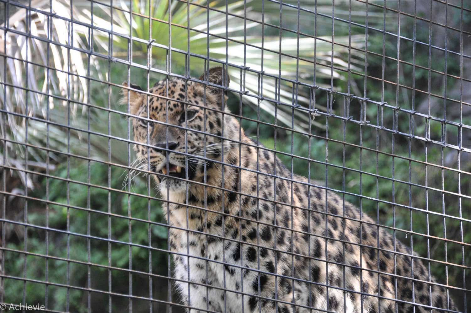 San Diego Zoo – Amur leopard