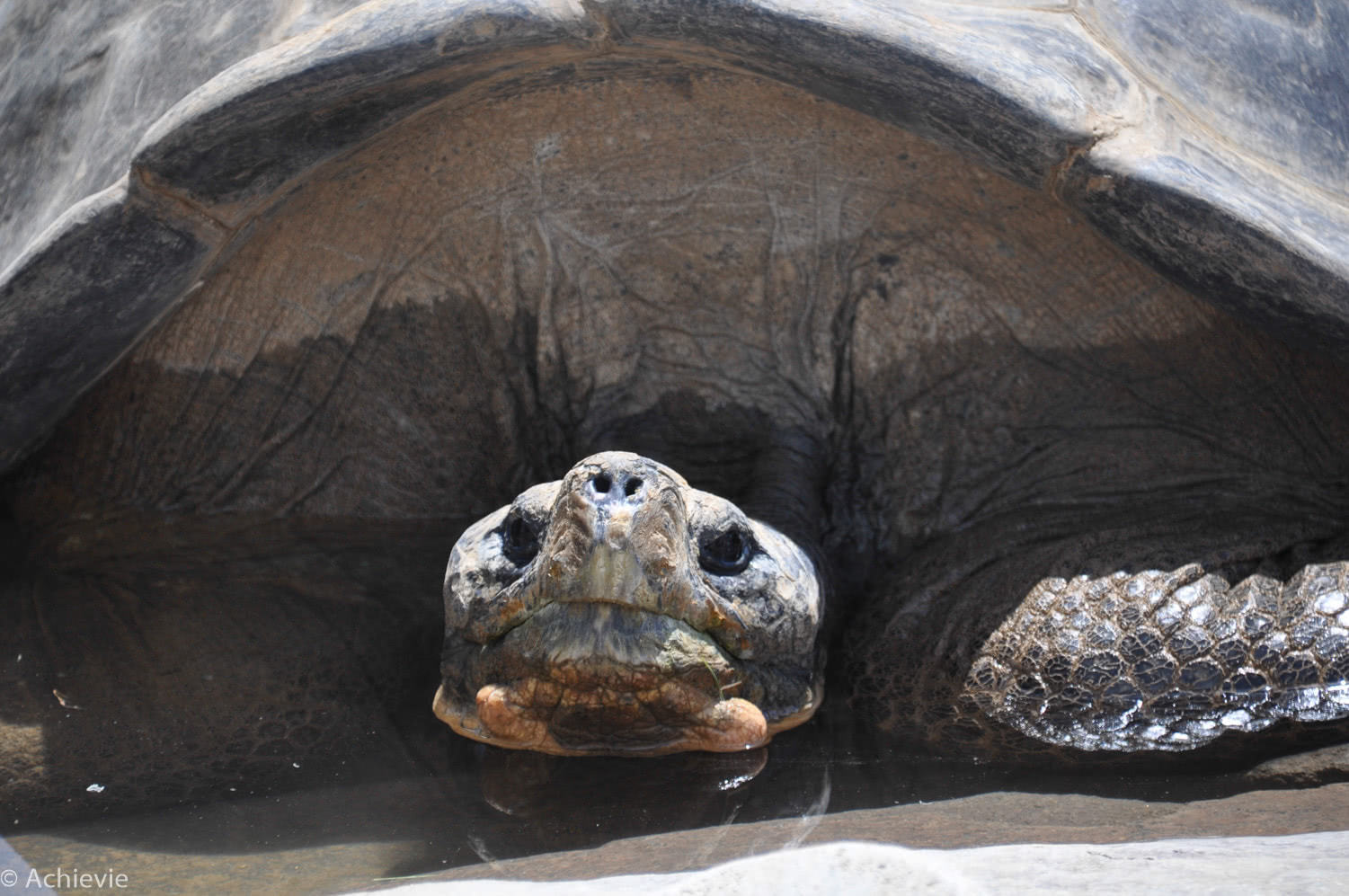 San Diego Zoo – Galapagos tortoise