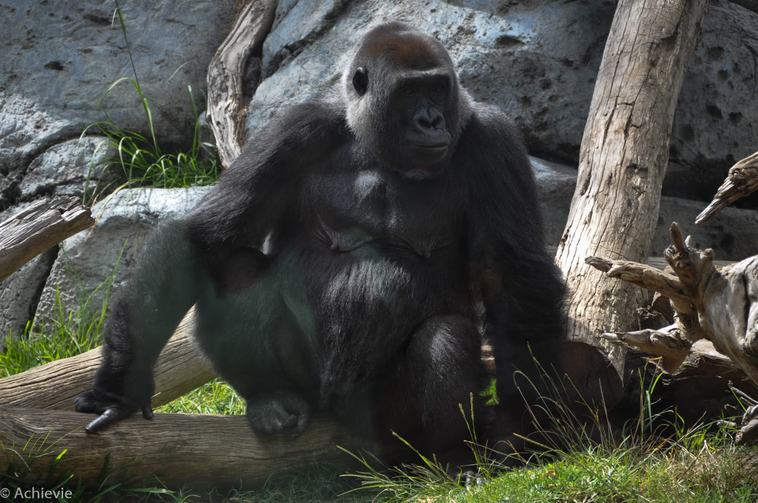 San Diego Zoo – Gorilla