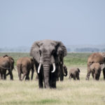 Amboseli_Elephant-0001