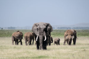 Amboseli, Kenya - Elephant family