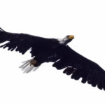 Canada_Eagle-0001