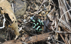 Costa Rica_Tour-0005