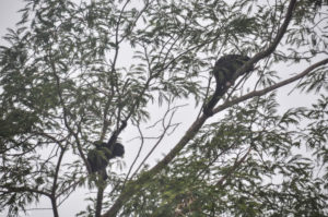 Costa Rica, Arena Volcano National Park