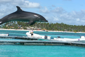 Dominican Rep_Dolphins-0001