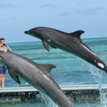 Punta Cana, Dominican Republic - Swimming with dolphins