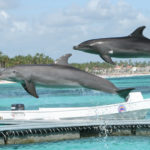 Punta Cana, Dominican Republic - Swimming with dolphins