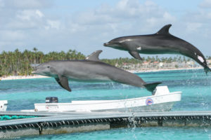 Punta Cana, Dominican Republic - Swimming with dolphins