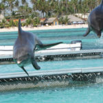 Punta Cana, Dominican Republic - Swimming with dolphins