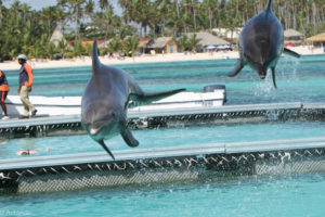 Dominican Rep_Dolphins-0004
