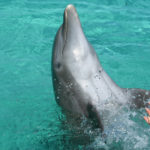 Punta Cana, Dominican Republic - Swimming with dolphins