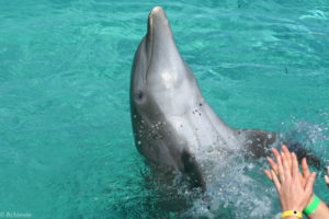 Dominican Rep_Dolphins-0005