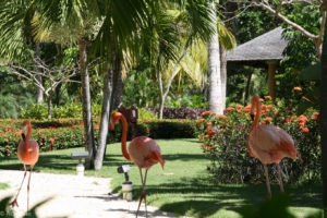 Dominican Rep_Main-0001