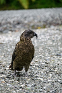 Fiordland, New Zealand - Doubtful Sound - Kea bird