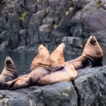 Telegraph Cove, Canada - Stubbs Island Whale watching tour - Harbour seal