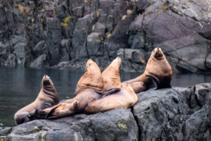 Telegraph Cove, Canada - Stubbs Island Whale watching tour - Harbour seal