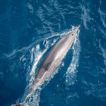 Hawaii_Dolphin-0001