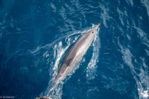 Kauai, Hawaii, USA - Napali Sunset Cruise - Dolphin