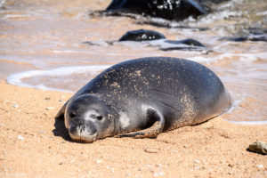 Kauai, Hawaii, USA - Larson Beach - Seal