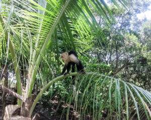 Roatan, Honduras - Capuchin monkey at nature park