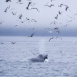 Telegraph Cove, Canada - Stubbs Island Whale watching tour - Humpback whale