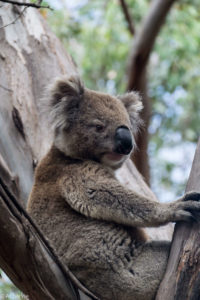 Kangaroo Island, Australia - Koala