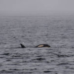 Telegraph Cove, Canada - Stubbs Island Whale watching tour - Killer whale (Orca)