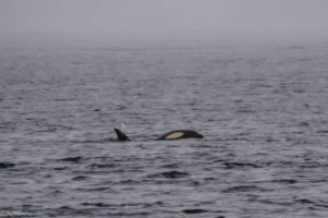 Telegraph Cove, Canada - Stubbs Island Whale watching tour - Killer whale (Orca)