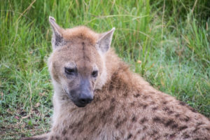 Masai Mara, Kenya - Hyena