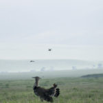 Ngorongoro_Bustard-0001