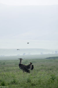 Ngorongoro, Tanzania - Bustard