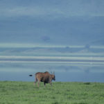 Ngorongoro_CommonEland-0001