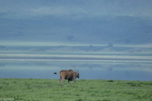 Ngorongoro, Tanzania - Common Eland