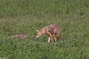 Ngorongoro Crater, Tanzania - jackal with young