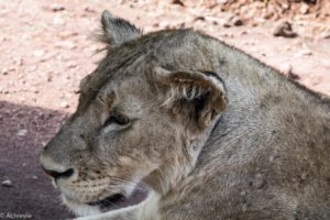 Ngorongoro, Tanzania - Lion