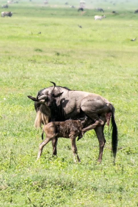 Ngorongoro_Wildebeest-0001