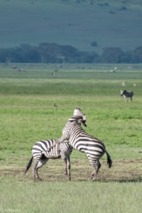 Ngorongoro_Zebra-0001