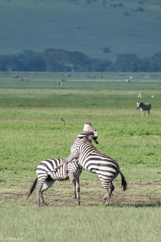 Ngorongoro_Zebra-0001