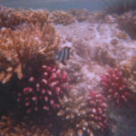 Snorkeling-0001