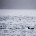 elegraph Cove, Canada - Stubbs Island Whale watching tour - Killer whale (Orca)