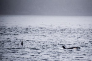 elegraph Cove, Canada - Stubbs Island Whale watching tour - Killer whale (Orca)