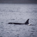 elegraph Cove, Canada - Stubbs Island Whale watching tour - Killer whale (Orca)