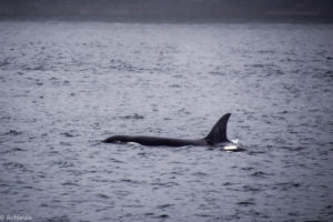 elegraph Cove, Canada - Stubbs Island Whale watching tour - Killer whale (Orca)