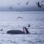 Telegraph Cove, Canada - Stubbs Island Whale watching tour - Humpback whale