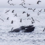 Telegraph Cove, Canada - Stubbs Island Whale watching tour - Humpback whale