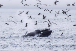 Telegraph Cove, Canada - Stubbs Island Whale watching tour - Humpback whale