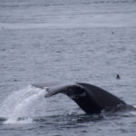 Telegraph Cove, Canada - Stubbs Island Whale watching tour - Humpback whale